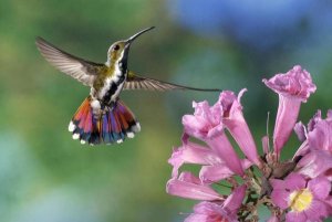 Michael and Patricia Fogden - Green-breasted Mango hummingbird visiting flowers of Puiva Tree, Costa Rica