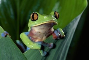 Michael and Patricia Fogden - Blue-sided Leaf Frog hanging on leaf, close-up, cloud forest, Costa Rica