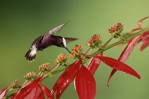 Michael and Patricia Fogden - Snowcap a hummingbird, feeding on Madder flowers in rainforest, Costa Rica