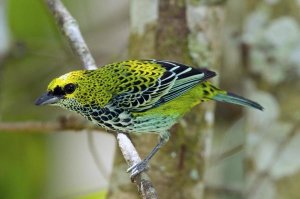 Steve Gettle - Speckled Tanager, Costa Rica