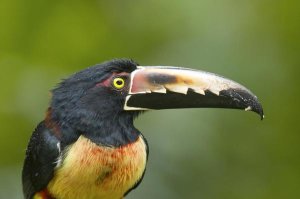 Steve Gettle - Collared Aracari, Costa Rica