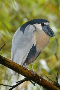 Steve Gettle - Boat-billed Heron, Costa Rica