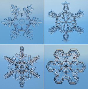 Steve Gettle - Snowflakes seen through microscope