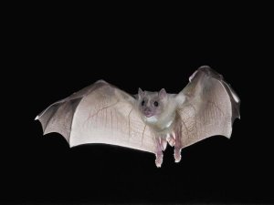 Steve Gettle - Egyptian Fruit Bat flying, Michigan