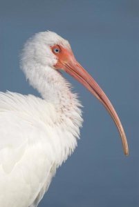Steve Gettle - White Ibis, Fort Myers Beach, Florida