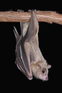Steve Gettle - Egyptian Fruit Bat roosting, Michigan
