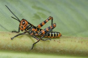 Steve Gettle - Lubber Grasshopper juvenile, Costa Rica