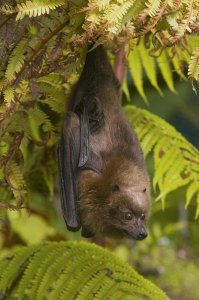 Steve Gettle - Rodrigues Flying Fox roosting, Michigan