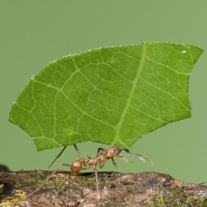 Steve Gettle - Leafcutter Ant carrying leaf, Costa Rica