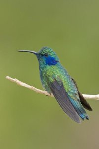 Steve Gettle - Green Violet-ear hummingbird, Costa Rica