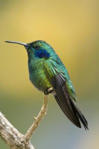 Steve Gettle - Green Violet-ear hummingbird, Costa Rica
