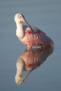 Steve Gettle - Roseate Spoonbill, Fort Myers Beach, Florida