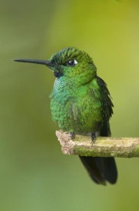 Steve Gettle - Green-crowned Brilliant hummingbird, Ecuador