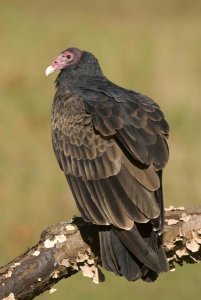 Steve Gettle - Turkey Vulture, Howell Nature Center, Michigan