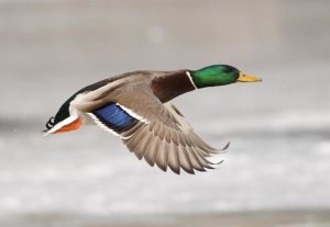 Steve Gettle - Mallard male flying, Belle Isle Park, Michigan