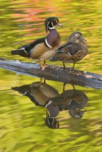 Steve Gettle - Wood Duck pair, North Chagrin Reservation, Ohio