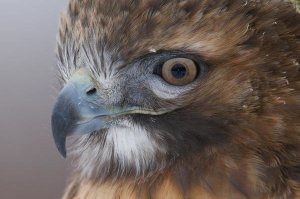 Steve Gettle - Red-tailed Hawk, Howell Nature Center, Michigan