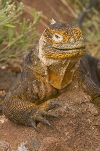 Steve Gettle - Galapagos Land Iguana, Galapagos Islands, Ecuador