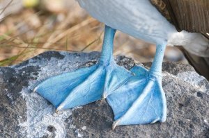 Steve Gettle - Blue-footed Booby feet, Galapagos Islands, Ecuador