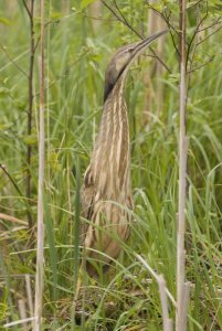 Steve Gettle - American Bittern, Magee Marsh Wildlife Area, Michigan