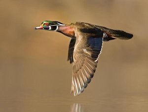 Steve Gettle - Wood Duck male flying, Lapeer State Game Area, Michigan