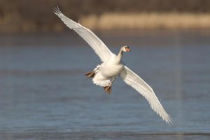 Steve Gettle - Mute Swan flying, Kensington Metropark, Milford, Michigan