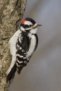 Steve Gettle - Downy Woodpecker male, Kensington Metropark, Milford, Michigan