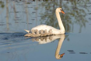 Steve Gettle - Mute Swan with cygnets, Kensington Metropark, Milford, Michigan