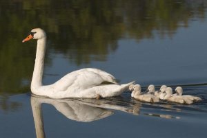 Steve Gettle - Mute Swan with cygnets, Kensington Metropark, Milford, Michigan