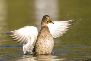 Steve Gettle - Mallard female stretching wings, North Chagrin Reservation, Ohio