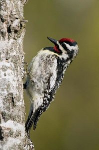 Steve Gettle - Yellow-bellied Sapsucker male, Rifle River Recreation Area, Michigan