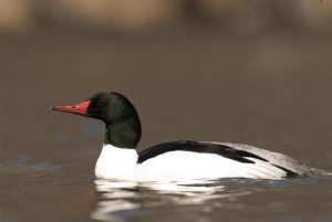 Steve Gettle - Common Merganser male swimming, Kensington Metropark, Milford, Michigan