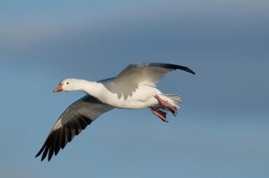 Steve Gettle - Snow Goose flying, Bosque del Apache National Wildlife Refuge, New Mexico