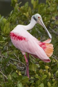 Steve Gettle - Roseate Spoonbill preening, Merritt Island National Wildlife Refuge, Florida