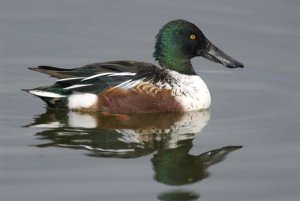 Steve Gettle - Northern Shoveler male in breeding plumage, Kellogg Bird Sanctuary, Michigan