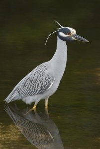 Steve Gettle - Yellow-crowned Night Heron, J. N. Ding Darling National Wildlife Refuge, Florida