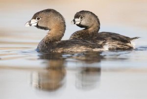 Steve Gettle - Pied-billed Grebe pair in breeding plumage, Island Lake Recreation Area, Michigan