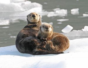 Michael Gore - Sea Otter female with pup on ice floe, Prince William Sound, Alaska