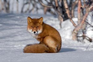 Sergey Gorshkov - Red Fox sitting on snow, Kamchatka, Russia