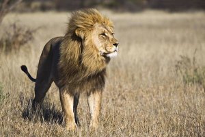 Vincent Grafhorst - African Lion male, Khutse Game Reserve, Botswana