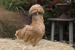 Angela Hampton - Domestic Chicken, Poland Chamois Buff Laced cock