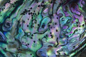 Lynda Harper - Rainbow Abalone, inside shell, New Zealand