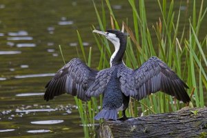 Mark Hughes - Pied Cormorant drying wings, Karori Wildlife Sanctuary, Wellington, New Zealand