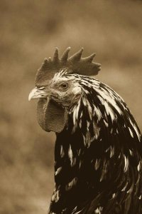 Gerard Lacz - Domestic Chicken, Gournay cockerel, close-up of head, Normandy, France