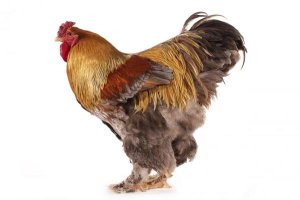 Gerard Lacz - Domestic Chicken, Partridge Brahma, cockerel, standing