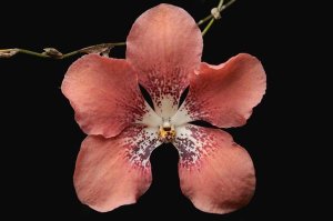 Ch'ien Lee - Orchid flower, Sabah, Borneo, Malaysia