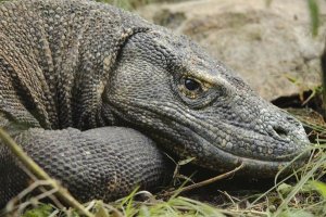 Ch'ien Lee - Komodo Dragon, Nusa Tenggara, Indonesia