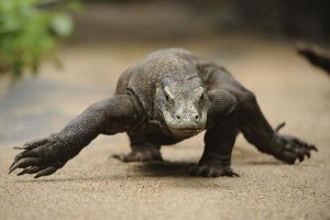 Ch'ien Lee - Komodo Dragon walking, Nusa Tenggara, Indonesia