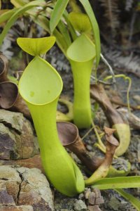 Ch'ien Lee - Reinwardt's Pitcher Plant pitchers, Sarawak, Borneo, Malaysia