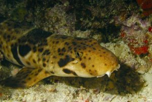 Hans Leijnse - Epaulette Shark portrait underwater